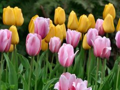 �@�׻���ֲ�ﳬ�ͺ����ڶ�����Ҳ��������